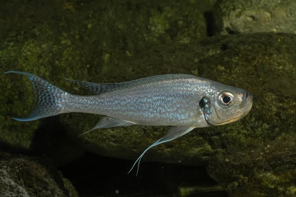 Haplotaxodon microlepis 'Cape Kabogo'